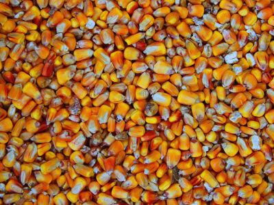 corn-mycotoxins